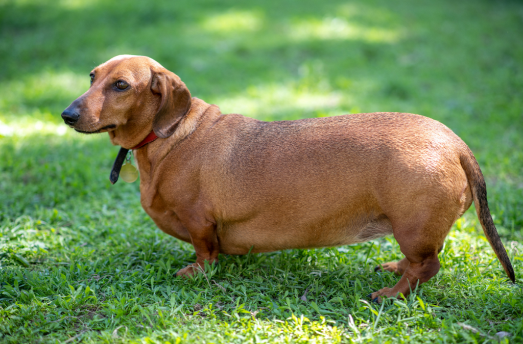 The Other Health Problems Associated with Dog Obesity